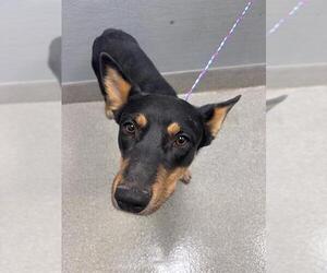 Mutt Dogs for adoption in Las Vegas, NV, USA