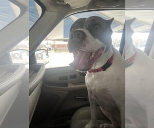 American Bulldog Dogs for adoption in Kansas City, MO, USA