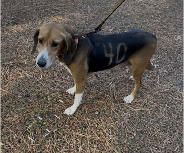 Medium Photo #1 Mutt Puppy For Sale in Fairfax, VA, USA