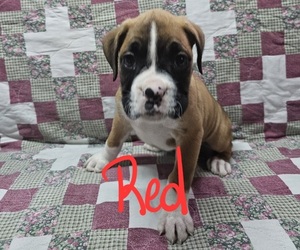 Boxer Puppy for sale in PHIL CAMPBELL, AL, USA