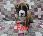 Small Photo #1 Boxer Puppy For Sale in PHIL CAMPBELL, AL, USA
