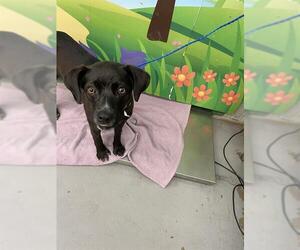 Labrador Retriever-Unknown Mix Dogs for adoption in Waco, TX, USA