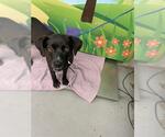 Small Labrador Retriever Mix