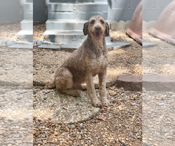 Medium Photo #2 Mutt Puppy For Sale in Yardley, PA, USA