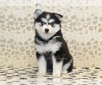 Small #3 Pomsky