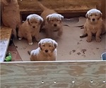 Small Photo #3 Golden Retriever Puppy For Sale in DULUTH, MN, USA
