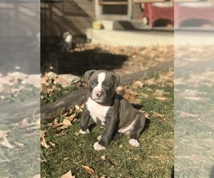 American Bully Puppy for sale in LOVELAND, CO, USA