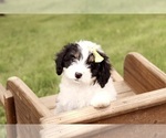 Small #1 Cavapoo