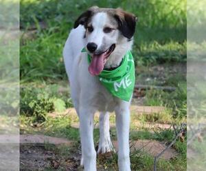 Great Pyrenees Dogs for adoption in Waco, TX, USA
