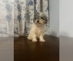Small #30 Poodle (Miniature)