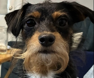 Father of the German Hunting Terrier-Lowchen Mix puppies born on 06/15/2026