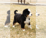 Small Photo #62 Bernese Mountain Dog Puppy For Sale in MILLERSBURG, IN, USA