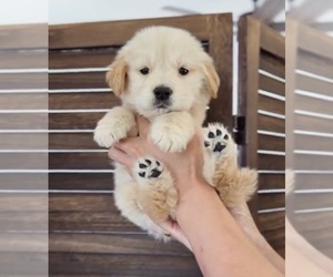 English Cream Golden Retriever Puppy for sale in EASTVALE, CA, USA