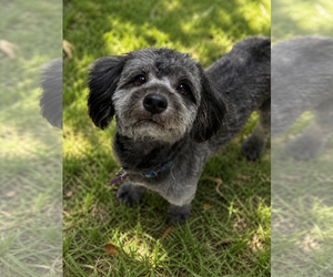 Poovanese Dogs for adoption in Phoenix, AZ, USA
