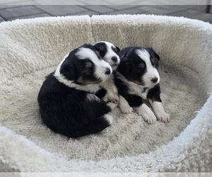 Miniature Australian Shepherd Litter for sale in MILFORD, MI, USA