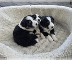 Small Miniature Australian Shepherd