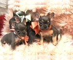 Small Photo #6 French Bulldog Puppy For Sale in CALDWELL, TX, USA
