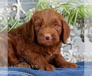 Goldendoodle (Miniature) Puppy for sale in LITITZ, PA, USA