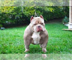 Mother of the American Bully puppies born on 08/20/2022