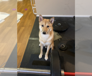 Shiba Inu Puppy for sale in SAN JOSE, CA, USA