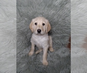 Labradoodle-Unknown Mix Puppy for sale in INDIANAPOLIS, IN, USA