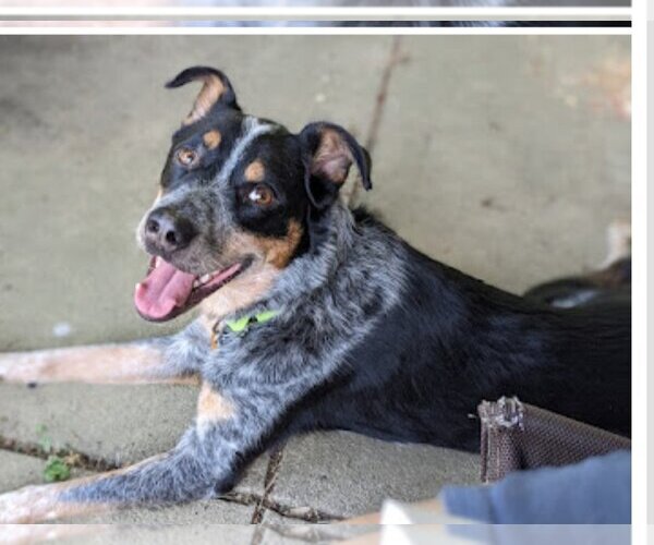 Medium Photo #1 Mutt Puppy For Sale in Dublin, OH, USA