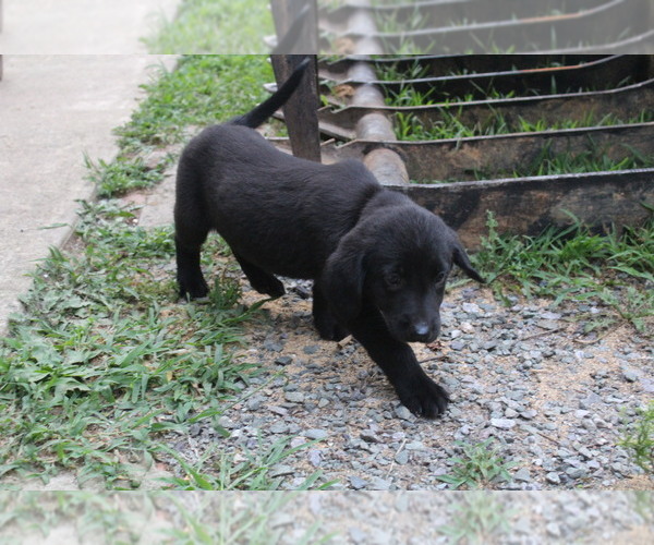 Medium Photo #4 Bernese Mountain Dog-Labrador Retriever Mix Puppy For Sale in BENNETT, NC, USA