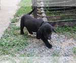 Small #3 Bernese Mountain Dog-Labrador Retriever Mix