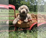Small #2 Labrador Retriever