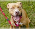 Small #1 Labrador Retriever Mix