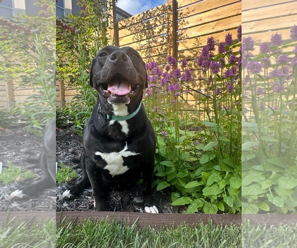 Medium Photo #2 American Pit Bull Terrier-Unknown Mix Puppy For Sale in Germantown, OH, USA