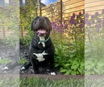 Small #1 American Pit Bull Terrier Mix
