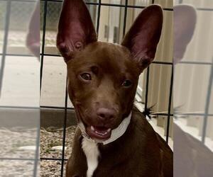 Chihuahua-Unknown Mix Dogs for adoption in Pueblo, CO, USA