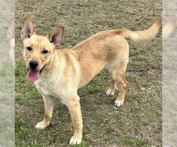 Medium Photo #2 Labrador Retriever-Unknown Mix Puppy For Sale in Conroe, TX, USA
