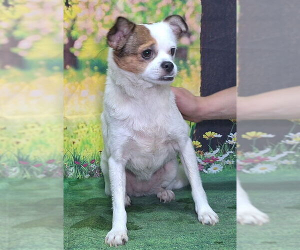 Medium Photo #2 ShiChi Puppy For Sale in Wetumpka, AL, USA