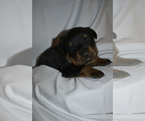 Rottweiler Puppy for sale in VIENNA, OH, USA