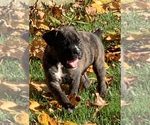Small Photo #3 Boxer Puppy For Sale in EDEN, PA, USA