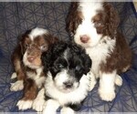 Small Photo #21 Aussie-Poo-Aussiedoodle Mix Puppy For Sale in ANNISTON, AL, USA