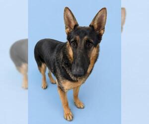 German Shepherd Dog Dogs for adoption in HESPERIA, CA, USA