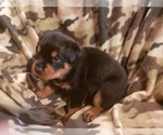 Small Photo #7 Rottweiler Puppy For Sale in EDEN, IN, USA