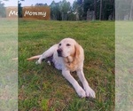 Small Photo #1 English Cream Golden Retriever-Labrador Retriever Mix Puppy For Sale in LYLES, TN, USA