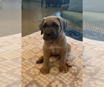 Puppy Orange Cane Corso