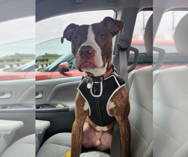 Medium Photo #4 Mutt Puppy For Sale in Evansville, IN, USA