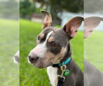Small #5 American Pit Bull Terrier Mix