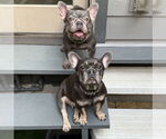 Small #1 French Bulldog