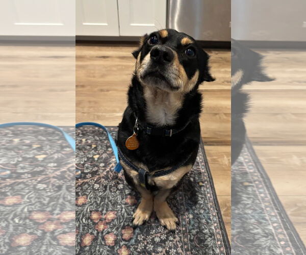 Medium Photo #2 Mutt Puppy For Sale in Bellevue, WA, USA