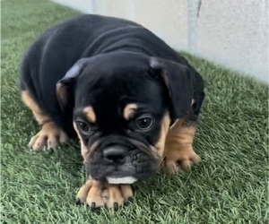 English Bulldog Puppy for sale in SAN ANTONIO, TX, USA