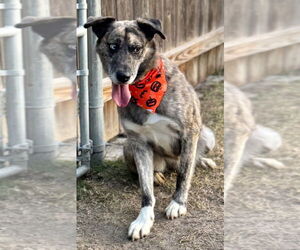 Siberian Husky Dogs for adoption in Great Bend, KS, USA