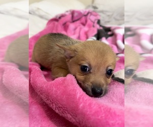 Chihuahua Puppy for sale in HOMESTEAD, FL, USA