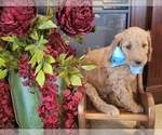 Puppy Blue bow boy F1 Goldendoodle mix (+ Poodle Standard)
